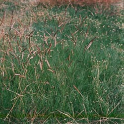 Blue Grama (Warm Season Perennial)